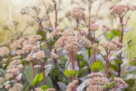 Sedum 'Matrona' - 2 Ltr pot - image 2