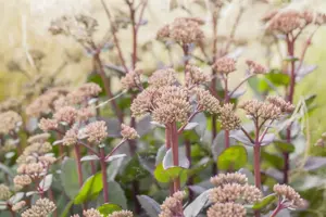 Sedum 'Matrona' - 2 Ltr pot - image 2