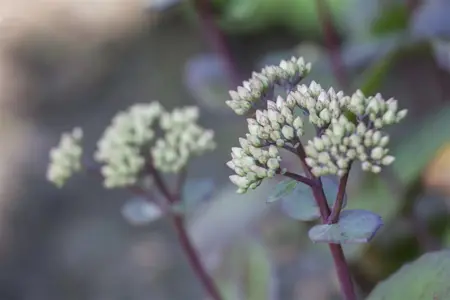 Sedum 'Matrona' - 2 Ltr pot - image 3