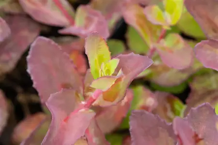 Sedum 'Matrona' - 2 Ltr pot - image 4