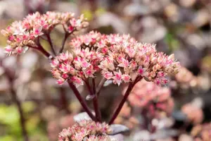 Sedum 'Matrona' - 2 Ltr pot - image 5