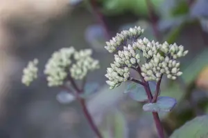 Sedum 'Matrona' - 1.5 Ltr pot - image 3