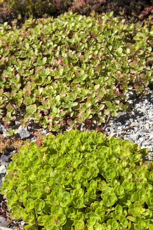 Sedum 'Mojave Jewels Ruby' - 3 Ltr pot - image 1