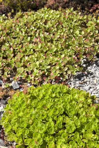 Sedum 'Mojave Jewels Ruby' - 3 Ltr pot - image 1