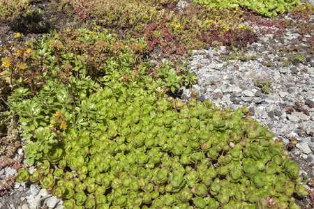 Sedum 'Mojave Jewels Ruby' - 3 Ltr pot - image 2