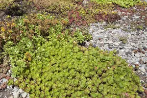 Sedum 'Mojave Jewels Ruby' - 3 Ltr pot - image 2