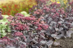 Sedum 'Mojave Jewels Ruby' - 3 Ltr pot - image 3
