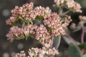 Sedum 'Mojave Jewels Ruby' - 3 Ltr pot - image 4