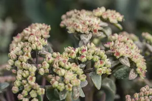 Sedum 'Mojave Jewels Ruby' - 3 Ltr pot - image 5