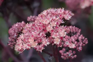 Sedum 'Purple Emperor' - 2 Ltr pot
