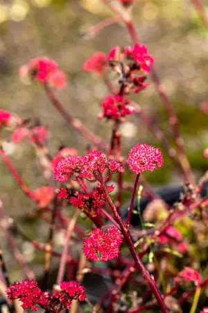 Sedum 'Red Cauli' - P9 - image 3