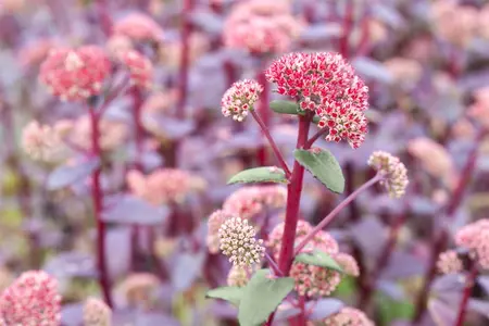 Sedum 'Red Cauli' - P9 - image 1