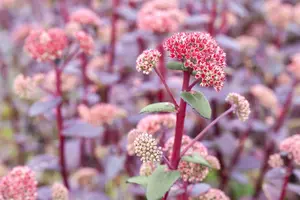 Sedum 'Red Cauli' - P9 - image 4