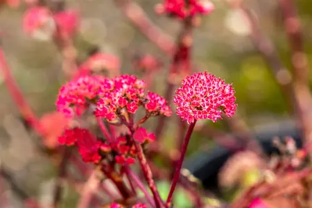 Sedum 'Red Cauli' - P9 - image 4