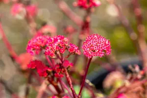 Sedum 'Red Cauli' - P9 - image 4