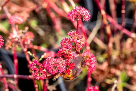 Sedum 'Red Cauli' - P9 - image 2