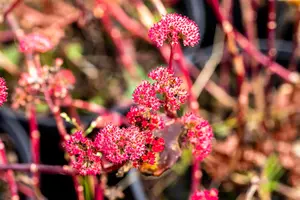 Sedum 'Red Cauli' - P9 - image 2