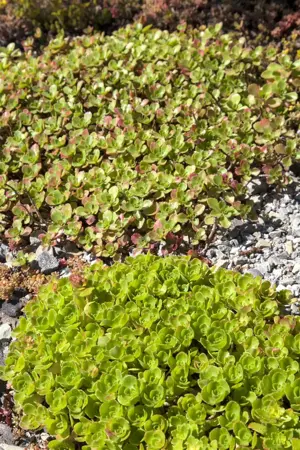Sedum 'Red Sparkle' - P9 - image 2