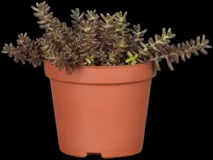 Sedum 'Red Sparkle' - P9 - image 5