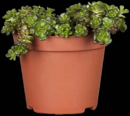 Sedum 'Red Sparkle' - P9 - image 4