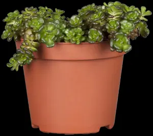 Sedum 'Red Sparkle' - P9 - image 4