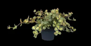 Sedum 'Red Sparkle'