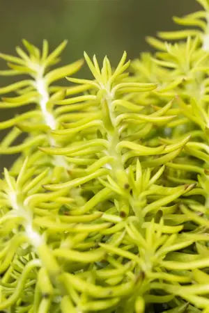 Sedum reflexum - Plug/Celgrown - image 3