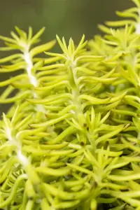 Sedum reflexum - Plug/Celgrown - image 3