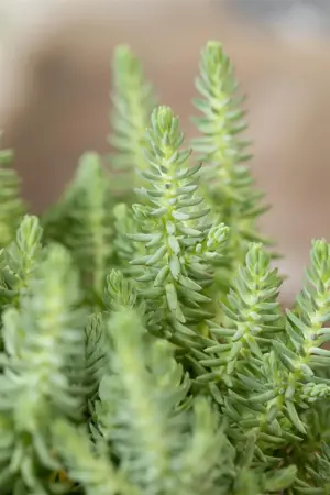Sedum reflexum - Plug/Celgrown - image 4