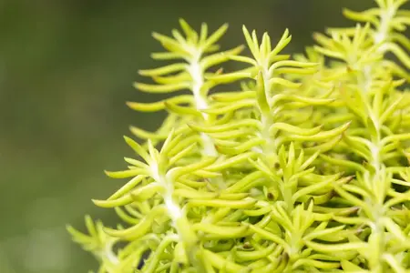 Sedum reflexum - Plug/Celgrown - image 2