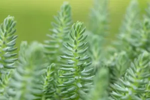 Sedum reflexum - Plug/Celgrown - image 5