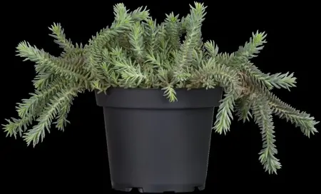 Sedum reflexum - Plug/Celgrown - image 1