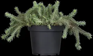 Sedum reflexum