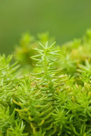 Sedum reflexum 'Angelina' - 1.5 Ltr pot - image 4