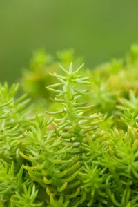 Sedum reflexum 'Angelina' - 1.5 Ltr pot - image 4