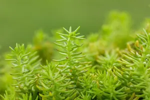 Sedum reflexum 'Angelina' - 1.5 Ltr pot - image 3