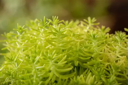 Sedum reflexum 'Angelina' - 1.5 Ltr pot - image 5