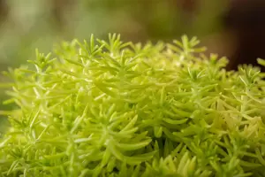 Sedum reflexum 'Angelina' - 1.5 Ltr pot - image 5