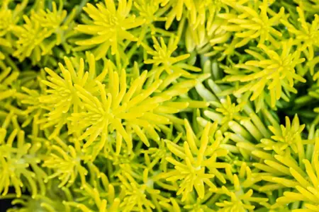 Sedum reflexum 'Angelina' - 1.5 Ltr pot - image 2