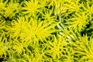 Sedum reflexum 'Angelina' - 1.5 Ltr pot - image 2