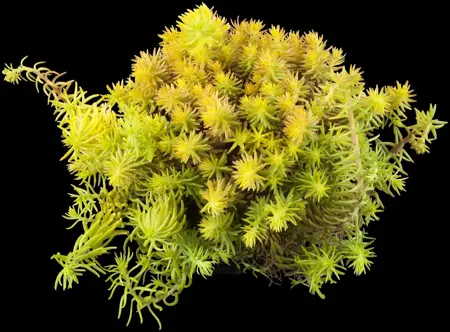 Sedum reflexum 'Angelina' - 1.5 Ltr pot - image 1