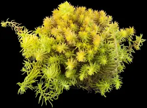 Sedum reflexum 'Angelina'