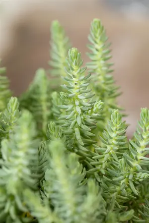 Sedum reflexum 'Glaucum' - P13 - image 3