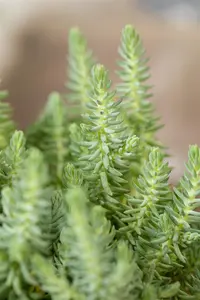 Sedum reflexum 'Glaucum' - P13 - image 3