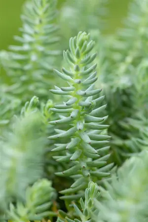 Sedum reflexum 'Glaucum' - P13 - image 5