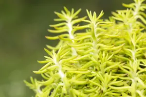 Sedum reflexum 'Polar sun' - P9 - image 2
