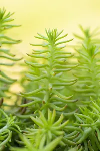 Sedum reflexum 'Yellow Cushion' - P11 - image 2