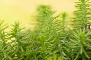 Sedum reflexum 'Yellow Cushion'
