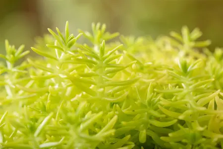 Sedum reflexum 'Yellow Cushion' - P11 - image 5
