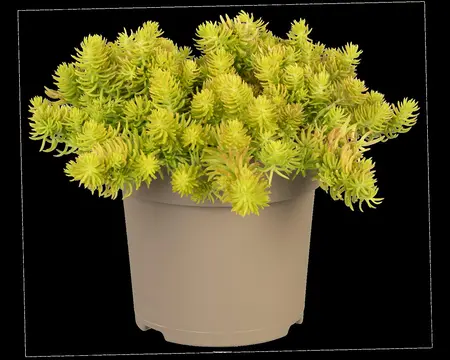 Sedum reflexum 'Yellow Cushion' - P11 - image 4